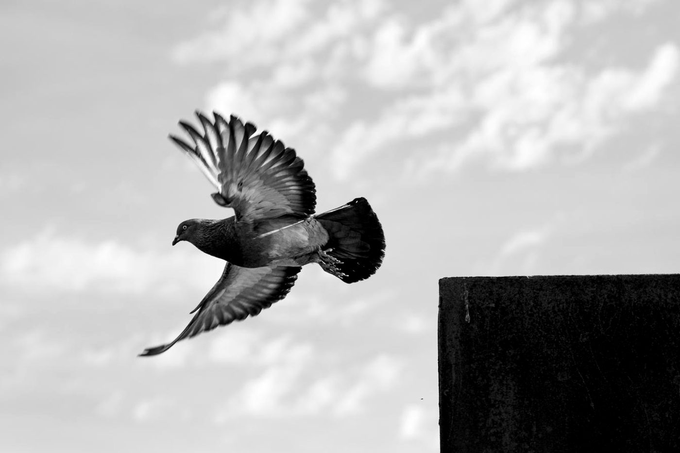 Una paloma en vuelo.