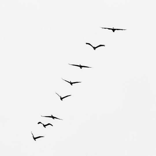 Una bandada en vuelo.