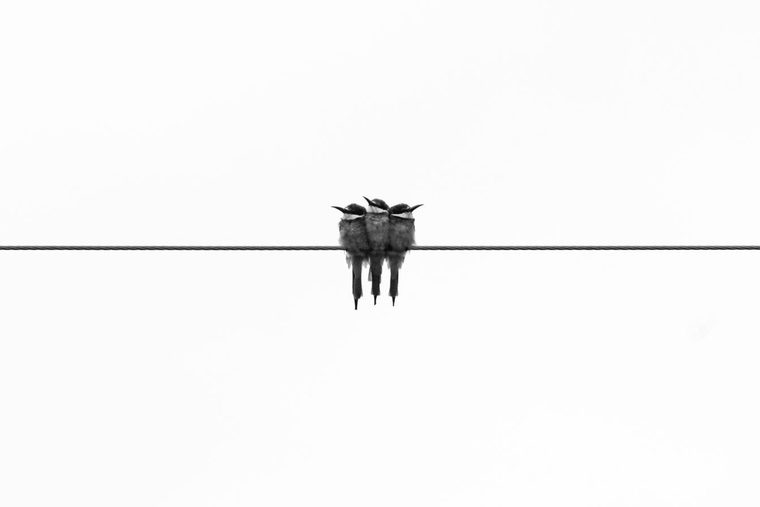 Tres pájaros sobre un cable.